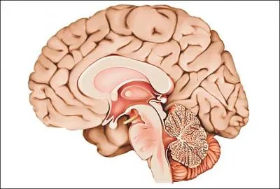 O sont stockes les motions dans le cerveau ? dans ...
