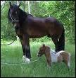 Quel cheval est le plus grand ?