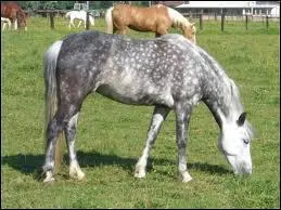 Quelle est la robe avec des tches de poils gris ?