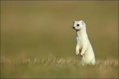 Certains animaux ont un pelage blanc seulement en hiver. L'animal reprsent sur la photo possde cette particularit. Comment s'appelle-t-il ?