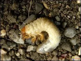 Le  ver blanc  est une larve d'insecte. Lequel ?