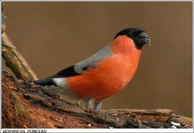 Le  blanc-cul  est le nom donn  un petit oiseau passereau. Lequel ?