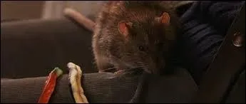 Croutard est le rat de Neville.