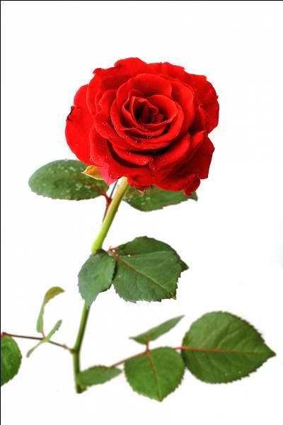Depuis l'poque o le roi Henri III pousa lonore de Provence la rose est l'emblme floral ... .