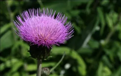 Une lgende raconte qu'en 1263 une fleur sauva ... d'une invasion Viking. Les soldats allaient pieds nus pour ne pas faire de bruit. L'un d'eux marcha sur un chardon. Ses cris de douleur donnrent l'alarme.