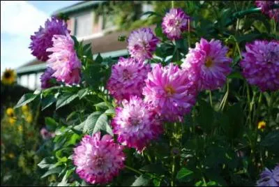 Le botaniste sudois Anders Dahl ramena d'Amrique une fleur que l'on baptisa  dahlia  en son honneur. Le dahlia est devenue fleur nationale du ... en 1963.