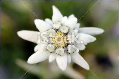 Originaire de l'Himalaya l'edelweiss, parfois appel  toile des neiges , est le symbole floral ... depuis la fin du 19me sicle.