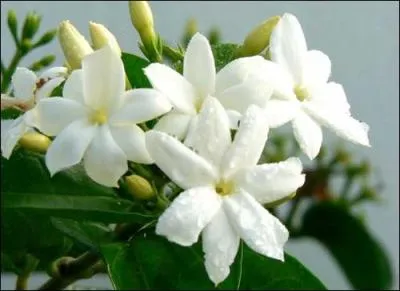 Le jasmin blanc, trs parfum, symbolise la puret, la douceur de vivre et la tolrance. C'est la fleur emblmatique ...
