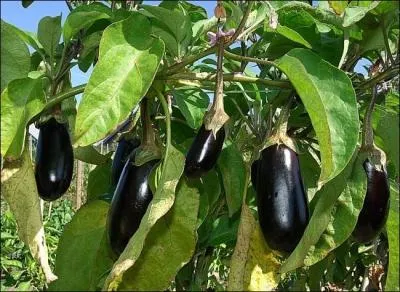 Quelle partie de la plante potagre consomme-t-on ?