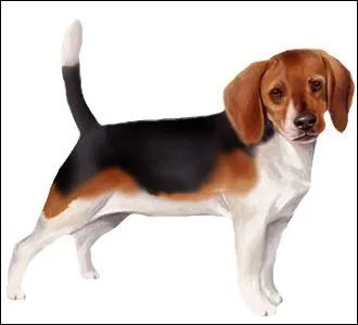 Quelle est cette race de chiens ?