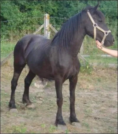 Quelle est sa robe ?