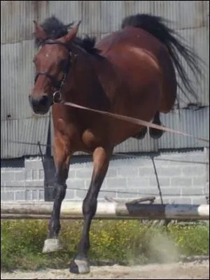 Quelle est sa robe ?