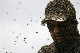   Qui veut du miel doit avoir le courage d'affronter les abeilles  . A votre avis  qui s'adresse ce proverbe ?