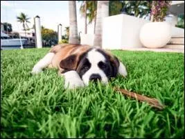 Et pour finir, ce chien que Amlie et Nabilla ont trouv. Ah que je l'adore celle l ! Qui est-ce ?