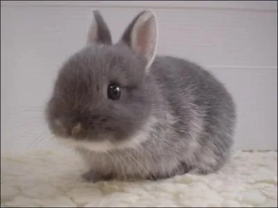 Nous vous prsentons Choupy, le lapin :