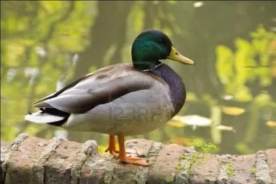 Nous entrons dans la basse cour :