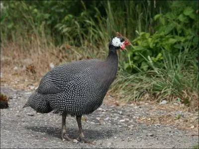 Reconnaissez-vous cet animal de la basse-cour ?