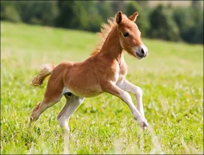 Et voil le petit poulain !