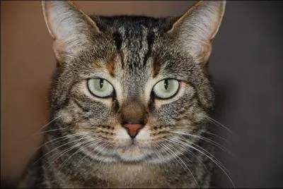 Nous vous prsentons  prsent le chat de la ferme :