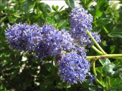 Elle dcorent un bel arbre au printemps, c'est :