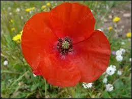 Quelle est cette fleur ?