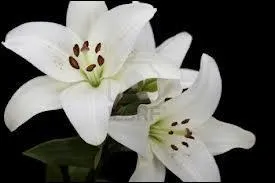 Quelle est cette fleur royale ?