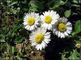 Comment s'appelle cette petite fleur qui pousse au printemps ?