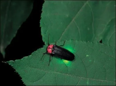 La mouche  feu est aussi appele ...