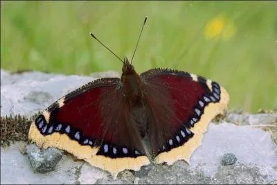 Le morio est un grand papillon dont l'envergure peut atteindre ...