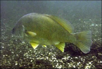 Le malachigan est un poisson d'eau ...