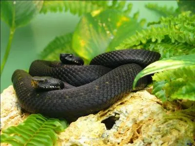 Les mambas sont des serpents venimeux que l'on trouve en Afrique noire et qui vivent dans ...