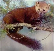 Le martre est un mammifre appartenant  la famille des ...