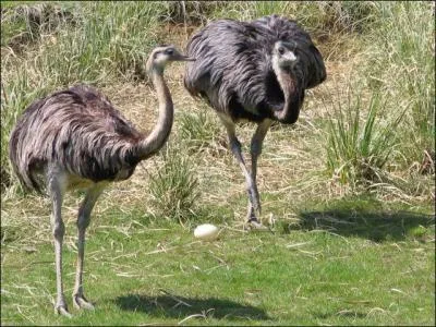 Le nandou fait partie de la famille des autruches. A la course il peut atteindre ...