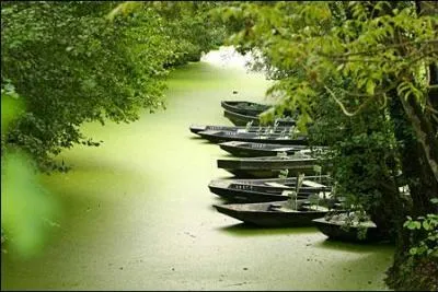 Vers 1900, que voulait dire cette phrase en parlant d'un chat  Le maroune dau matin au sr  ?