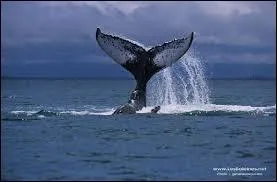 A quel film vous fait penser cette image ?