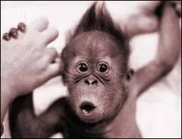 Qu'est-ce que les singes n'ont pas le droit de faire dans l'Indiana ?