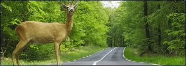 En Gorgie, quel animal n'a pas le droit de traverser la route ?