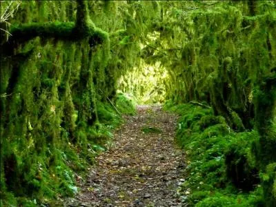 Ce milieu pyrnen extrmement humide a donn naissance  un dcor vgtal, dense, dans lequel, mme les rochers sont recouverts de plantes. Il porte le nom de :