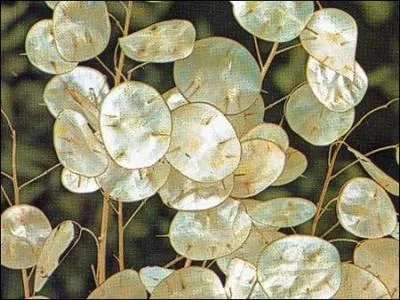 Comment nomme-t-on cette plante dans le langage courant, dont le vrai nom est  lunaire  ?