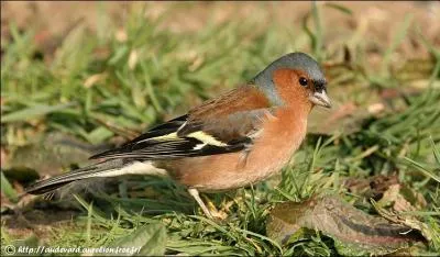 Quel est cet oiseau ?