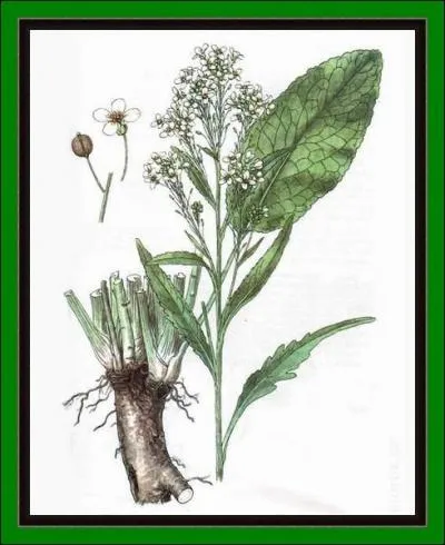 Plante de la famille des crucifres. Au Moyen Age, Sainte Hildegarde la recommandait contre la constipation, contre les intoxications, les vers parasites, les maladies du foie et des reins...