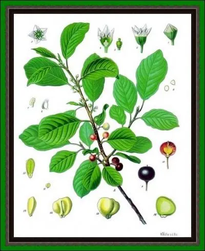 Appele frangule ou rhubarbe des paysans, cette plante est fort capable de   lcher le ventre . En langage plus mdical, elle combat la constipation...