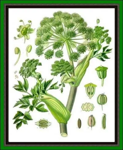 Cette grande plante que l'on nomme aussi l'herbe des anges ou racine du Saint-Esprit est dans toute ses parties, tonique, stimulante, dpurative et sudorifique...
