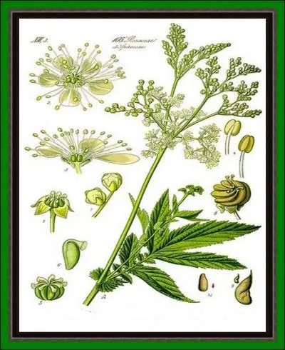 Cette herbe lgante, aux feuilles dcoupes comme une dentelle vgtale soigne les calculs urinaires et les coliques nphrtiques...