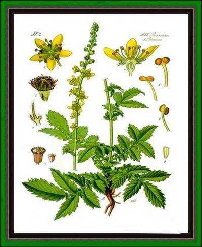 Cousine germaine de la rose, mais moins gracieuse qu'elle, cette rosace soigne les affections de la bouche et de la gorge, aphtes, angines et ulcrations du palais ou de la langue...