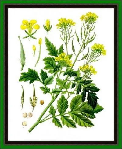 Elle peut-tre blanche, noire ou sauvage, appele aussi snev, beurret ou javotte. La noire est le constituant des sinapismes ou cataplasmes faisant baisser les fivres...