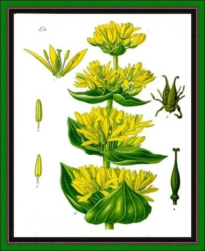 Plante aux fleurs merveilleuses, elle doit son nom  un ancien roi d'Yllirie (actuelle Yougouslavie). Sa racine est un stimulant gnral des fonctions digestives...