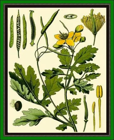 Selon la lgende, elle fait pleurer l'homme qui va mourir et chanter celui qui va gurir. En planter un pied dans son jardin est un placement-sant. Son suc est un poison violent a n'utiliser qu'en usage externe, notamment contre les verrues...