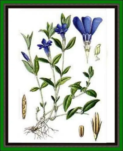 Quoique les fleurs de cette plante soient ravissantes  voir, ce sont ses feuilles qui reclent la plupart de ses vertus. Elles sont toniques, elles regnrent le sang, cicatrisent les plaies...