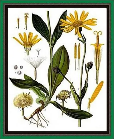 Elle est appele aussi tabac des savoyards ou des capucins. Cette grande  marguerite  jaune-orange des montagnes est un remde universel des chocs et des chutes...